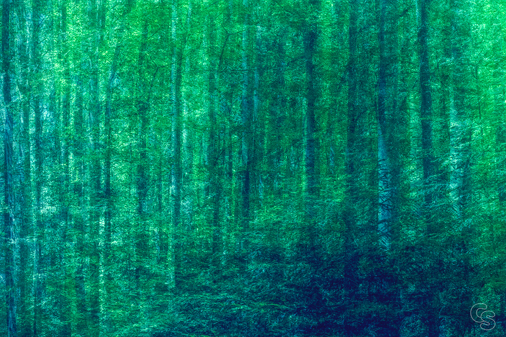 Kühle des Waldes