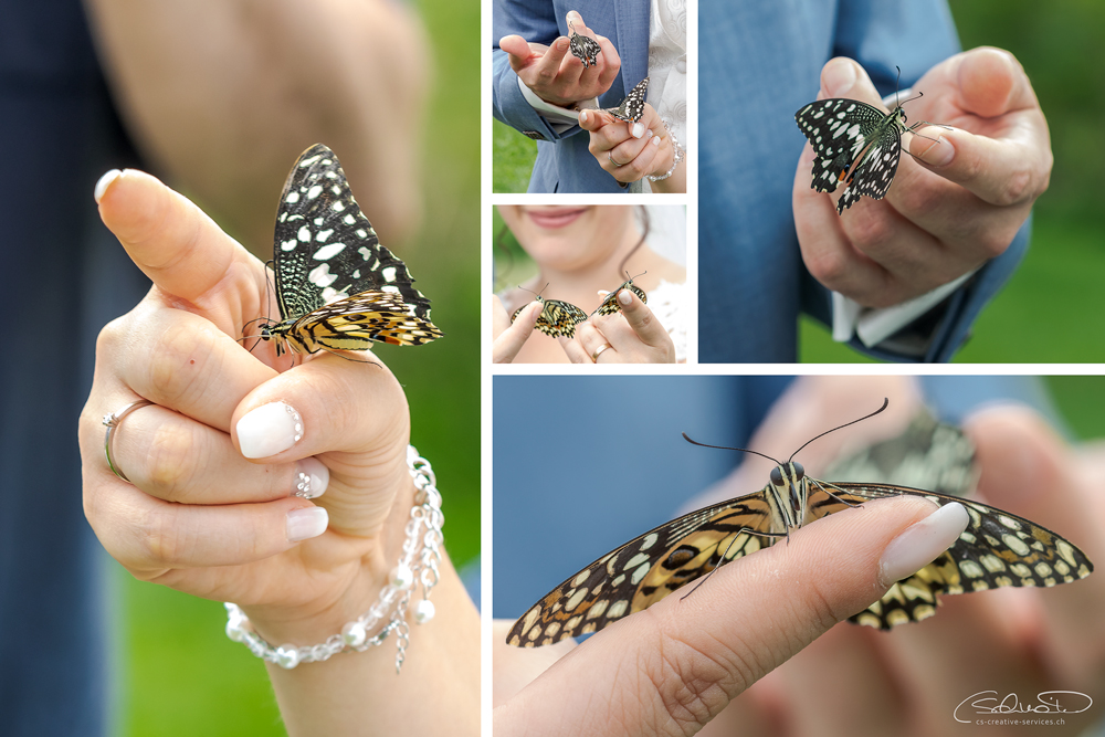 Schmetterlings Collage 1000