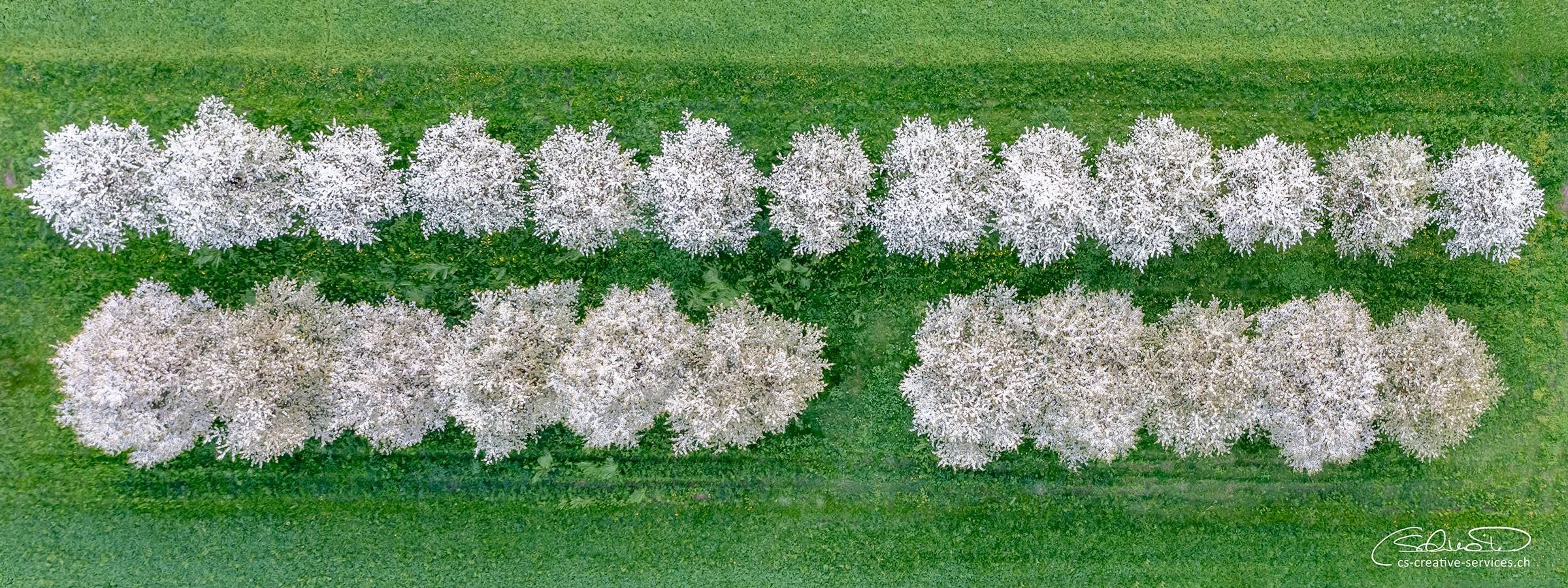 Kirschbume Oben April25 Kopie