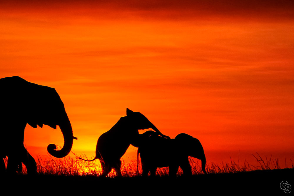 Elefanten-Sonnenuntergang