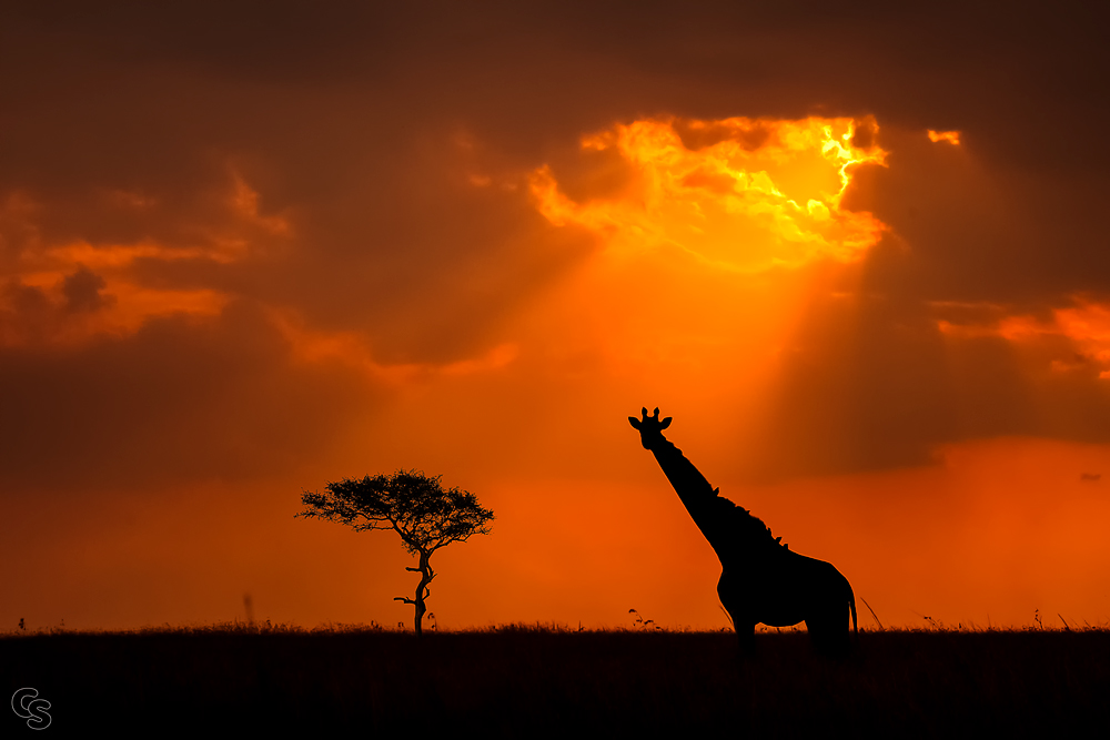 Giraffen-Sonnenuntergang