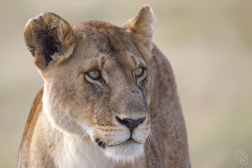 Löwin Masai Mara
