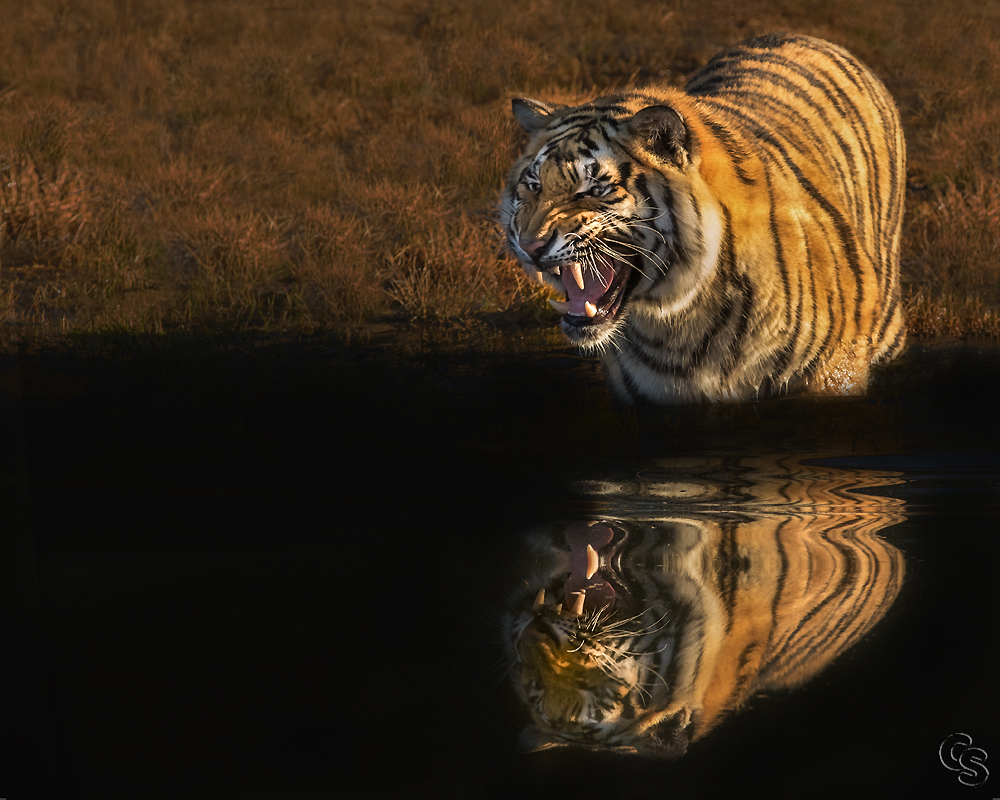 Tiger im Wasser