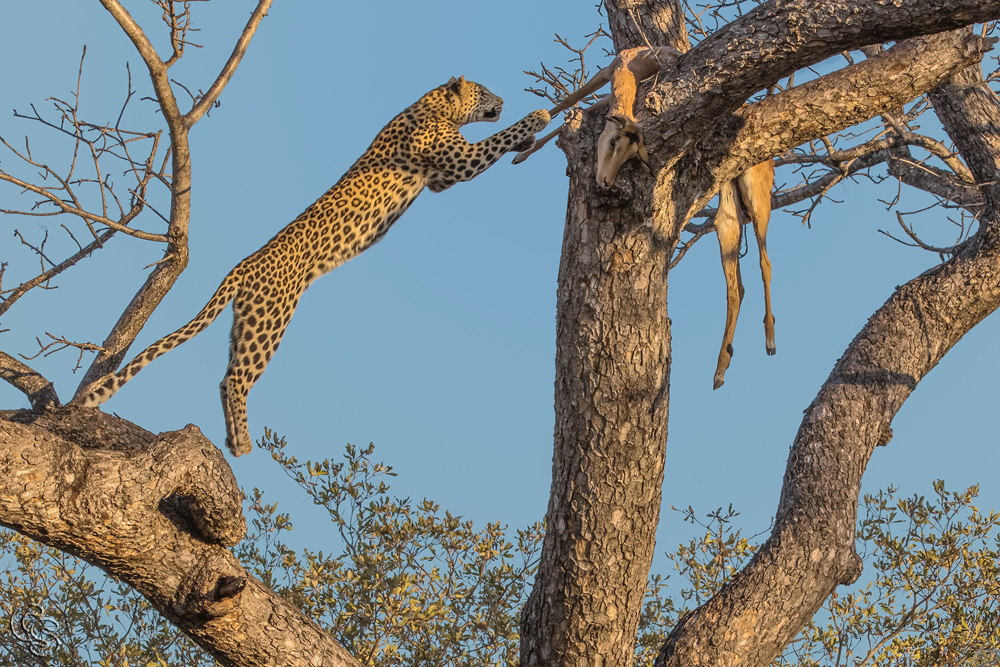 Leopard auf dem Sprung