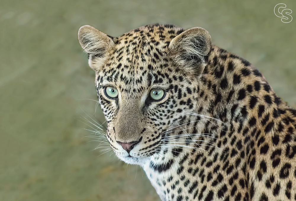 junge Leopardin