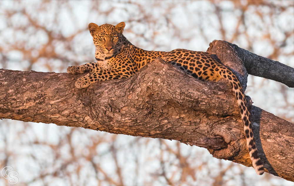 Leopard in Londolozi