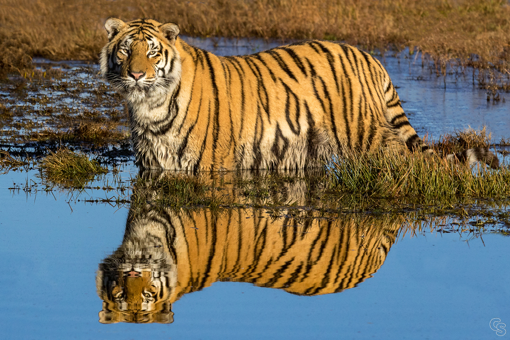 Tiger-Spiegelung