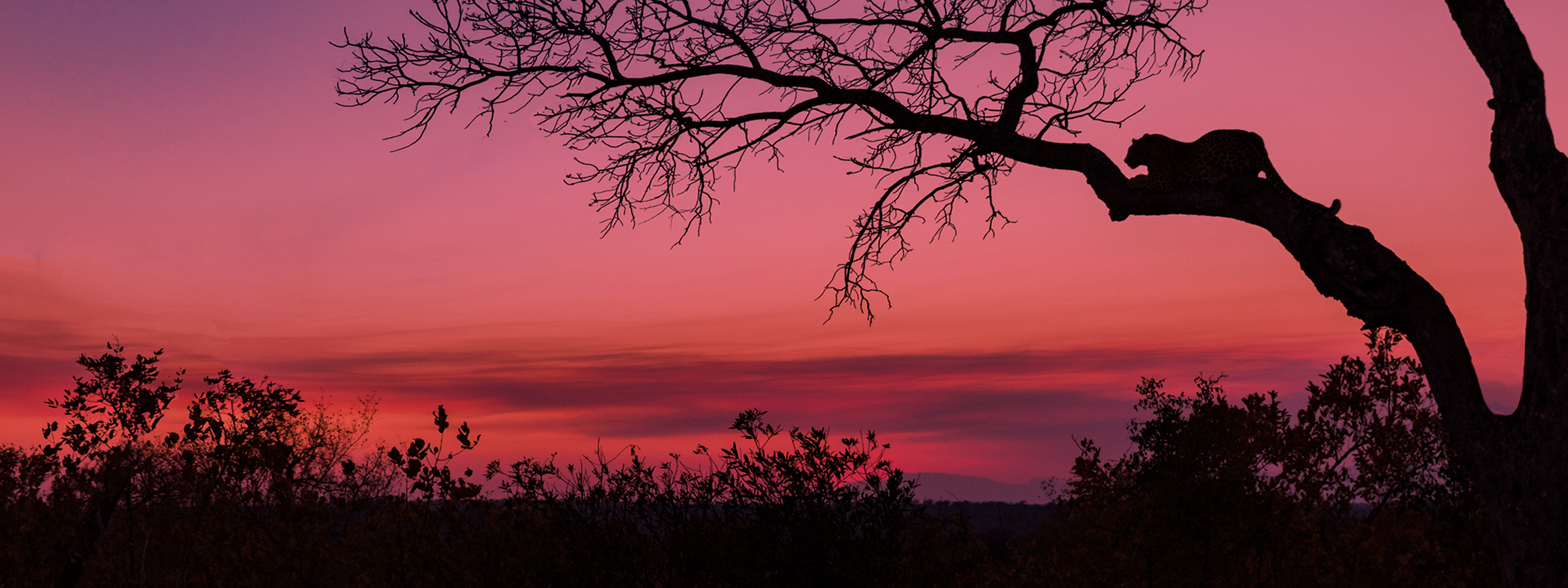 Leopard im Sonnenuntergang